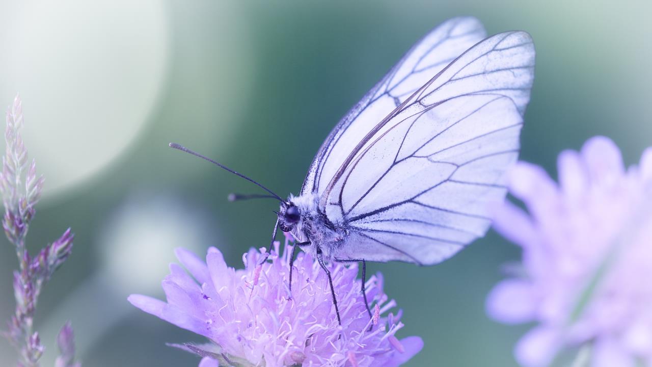 Descubre qué significa ver mariposas amarillas y por qué debes sentirte buena persona 